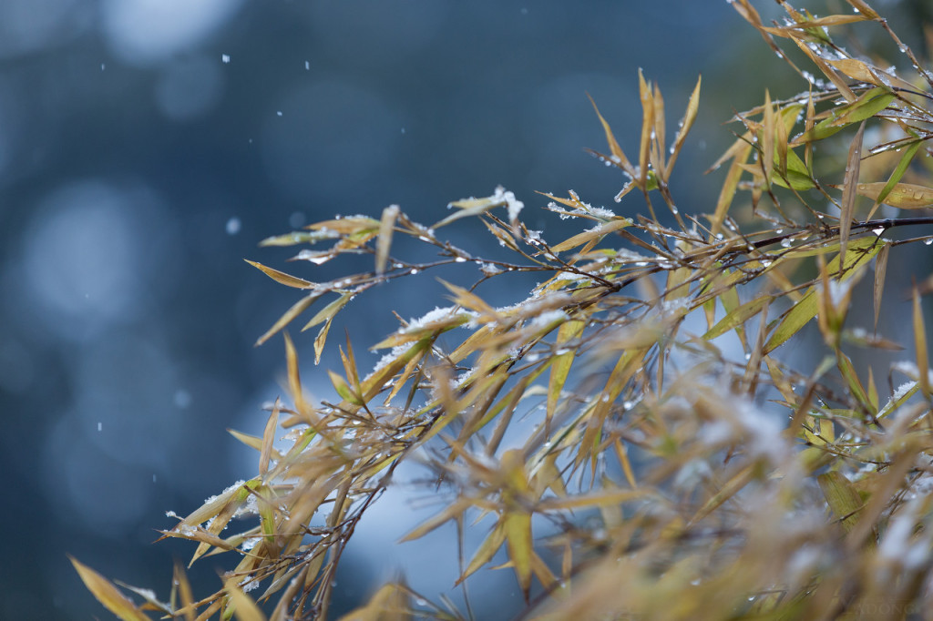 伺服纠偏厂家-小雪快乐凛冬将至